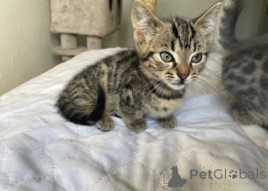 Photo №2 de l'annonce № 161179 de la vente munchkin - acheter à Allemagne éleveur