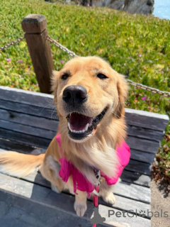 Photo №1. golden retriever - à vendre en ville de Alavus | 650€ | Annonce №169149