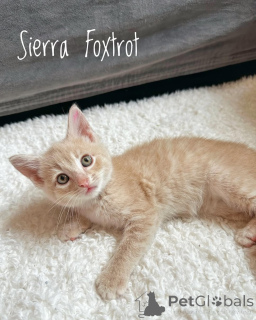 Photo №1. chat de gouttière - à vendre en ville de Munich | 400€ | Annonce № 150627