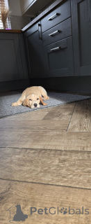 Photo №2 de l'annonce № 160860 de la vente beagle - acheter à Pays Bas annonce privée