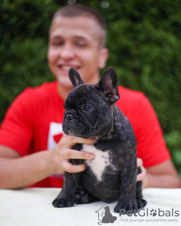 Photo №1. bouledogue - à vendre en ville de Lübeck | 360€ | Annonce №127369