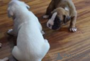 Photo №1. boxer - à vendre en ville de Fallåker | Gratuit | Annonce №129103