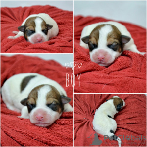 Photo №4. Je vais vendre jack russell terrier en ville de Minsk. de la fourrière - prix - 194€