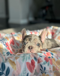 Photo №4. Je vais vendre bouledogue en ville de Munich. de l'abri, éleveur - prix - 650€