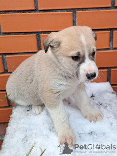 Photo №1. chien bâtard - à vendre en ville de Ryazan | Gratuit | Annonce №126695