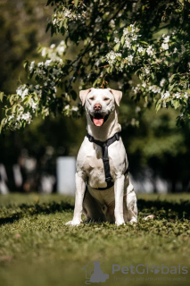 Photo №2 de l'annonce № 121588 de la vente chien bâtard - acheter à Fédération de Russie 