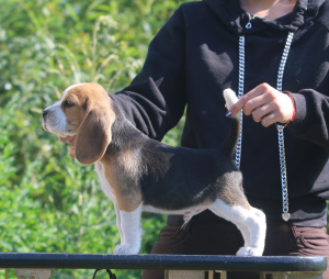 Photo №2 de l'annonce № 2899 de la vente beagle - acheter à Biélorussie de la fourrière