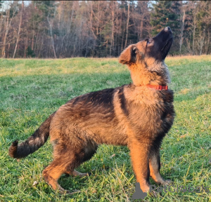 Photos supplémentaires: Chiots de ligne de travail de berger allemand à poils longs