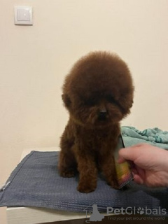 Photos supplémentaires: Caniche rouge tasse de thé mâle, libre de s'accoupler