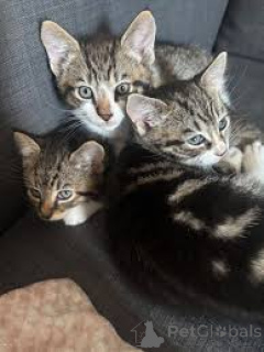 Photo №1. european à poil ras - à vendre en ville de Berne | 700€ | Annonce № 163251