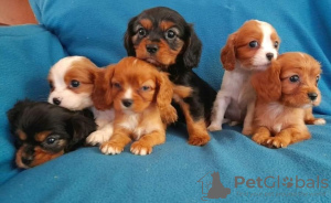 Photo №1. cavalier king charles spaniel - à vendre en ville de London Borough of Camden | 600€ | Annonce №75565