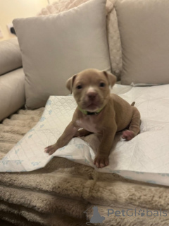 Photo №3. Pocket-Bully-Welpen Zu Verkaufen. Allemagne