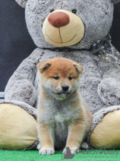 Photo №4. Je vais vendre shiba en ville de Zrenjanin.  - prix - 350€