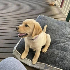 Photo №3. Rencontrez Cooper, l'aventurier au cœur d'or ! Toujours prêt à s'amuser, à. Allemagne