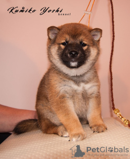 Photo №4. Je vais vendre shiba en ville de Nizhny Novgorod. de la fourrière - prix - négocié