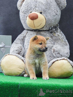 Photos supplémentaires: Chiots Shiba Inu