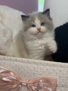 Photo №3. Dites bonjour à Luna, notre douce petite princesse enjouée, aimante et née pour. Suisse