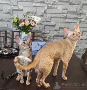 Photo №1. cornish rex - à vendre en ville de Гамбург | 200€ | Annonce № 123672