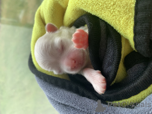 Photo №3. Blinka maltais. Fédération de Russie