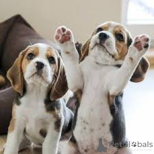 Photo №1. beagle - à vendre en ville de Bruxelles | 700€ | Annonce №162408