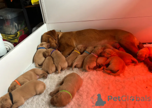 Photo №2 de l'annonce № 173955 de la vente labrador retriever - acheter à USA 