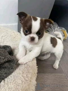 Photo №4. Je vais vendre chihuahua en ville de Berlin. annonce privée, de l'abri - prix - 550€