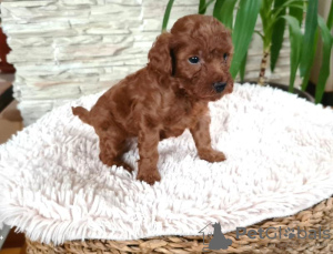 Photos supplémentaires: Chiots caniche rouge jouet à vendre