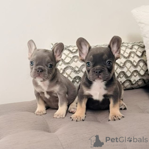 Photo №1. bouledogue - à vendre en ville de Barcelone | négocié | Annonce №164988
