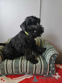 Photos supplémentaires: Schnauzer nain noir avec passeport