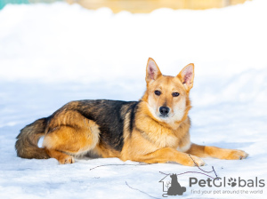 Photo №2 de l'annonce № 32399 de la vente chien bâtard - acheter à Fédération de Russie annonce privée