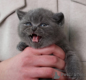 Photo №1. scottish fold - à vendre en ville de New york | 331€ | Annonce № 102294