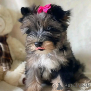 Photo №3. Rencontrez Bentley, notre petit prince au grand cœur et à la confiance encore. Allemagne