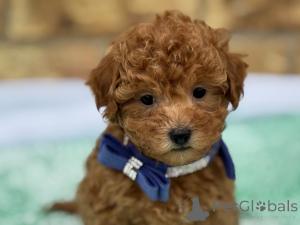 Photo №1. maltipu - à vendre en ville de Munichenbernsdorf | 900€ | Annonce №149580