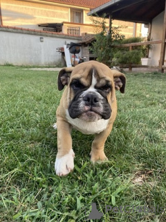 Photo №1. bulldog anglais - à vendre en ville de Belgrade | négocié | Annonce №113698