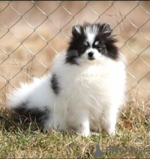 Photo №2 de l'annonce № 18784 de la vente spitz nain - acheter à Lituanie 