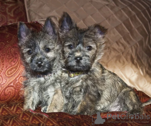 Photo №1. cairn terrier - à vendre en ville de Prague | négocié | Annonce №96383