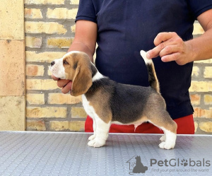 Photos supplémentaires: Chiots Beagle des meilleurs parents d'exposition