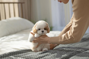 Photo №1. cavalier king charles spaniel, caniche (jouet) - à vendre en ville de Paris | négocié | Annonce №85532