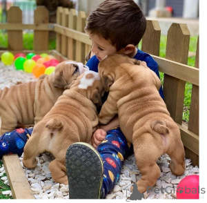 Photo №1. bulldog anglais - à vendre en ville de Fiburg | 350€ | Annonce №147594