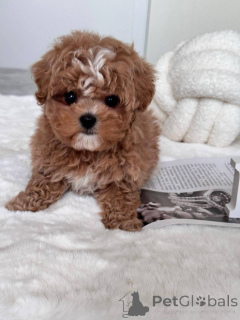 Photo №3. Chiots maltipoo mâles et femelles disponibles.. Australie