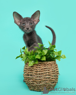 Photo №4. Je vais vendre oriental shorthair en ville de Novosibirsk. de la fourrière - prix - négocié