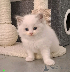 Photo №4. Je vais vendre ragdoll en ville de Heinävesi.  - prix - Gratuit
