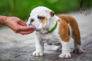 Photo №2 de l'annonce № 2451 de la vente bulldog anglais - acheter à Fédération de Russie de la fourrière