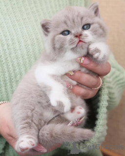 Photo №1. british shorthair - à vendre en ville de Basel | négocié | Annonce № 156779