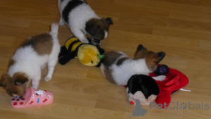 Photo №2 de l'annonce № 161221 de la vente chihuahua - acheter à Allemagne 