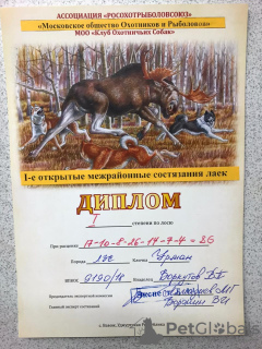 Photos supplémentaires: Chiots de race pure de Laika de Sibérie occidentale, avec un pedigree de