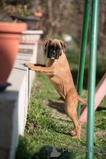 Photo №3. Boxeur allemand. Serbie