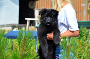 Photos supplémentaires: Chiot berger allemand, fille, noir, métrique KSU / FCI, 67 jours