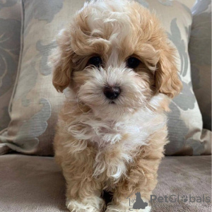 Photo №3. Beau jouet crème et abricot F1 Maltipoo Puppies. Allemagne