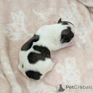 Photo №3. Mignons adorables chiots Chihuahua à vendre, contactez WhatsApp Business. La finlande